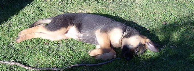  Goldie lille hund, - først skal man lege og så skal man sove 